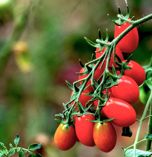 Solanum lycopersicum var. esculentum 'Licatese' bright red elongated tomatoes on vine