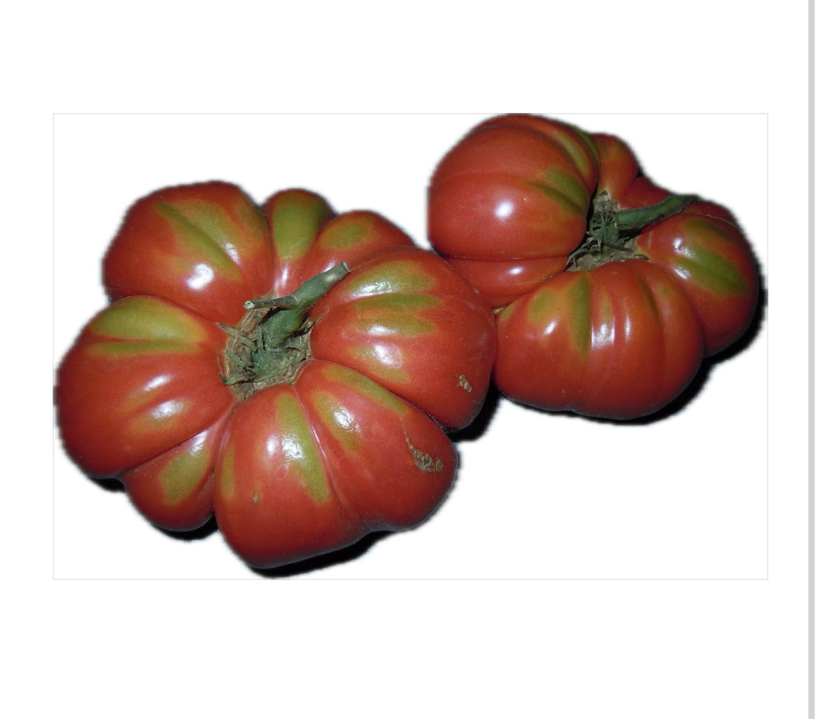 Pomodori maturi rossi scanalati con spalle verdi di Solanum lycopersicum var. esculentum "Marmande"