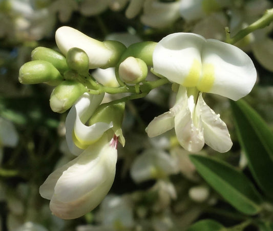 Sophora japonica delicate white flowers with yellow markings and green buds close-up