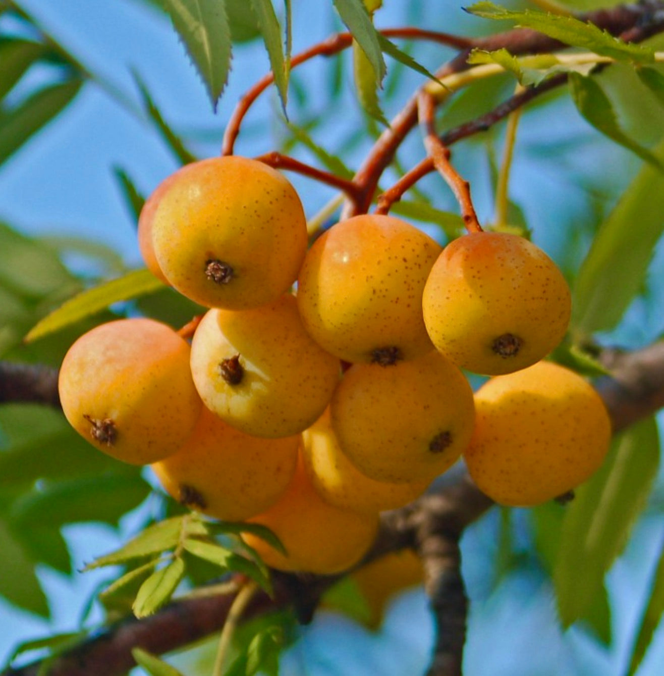 Sorbus domestica cluster of ripe yellow-orange fruits with green leaves on branch