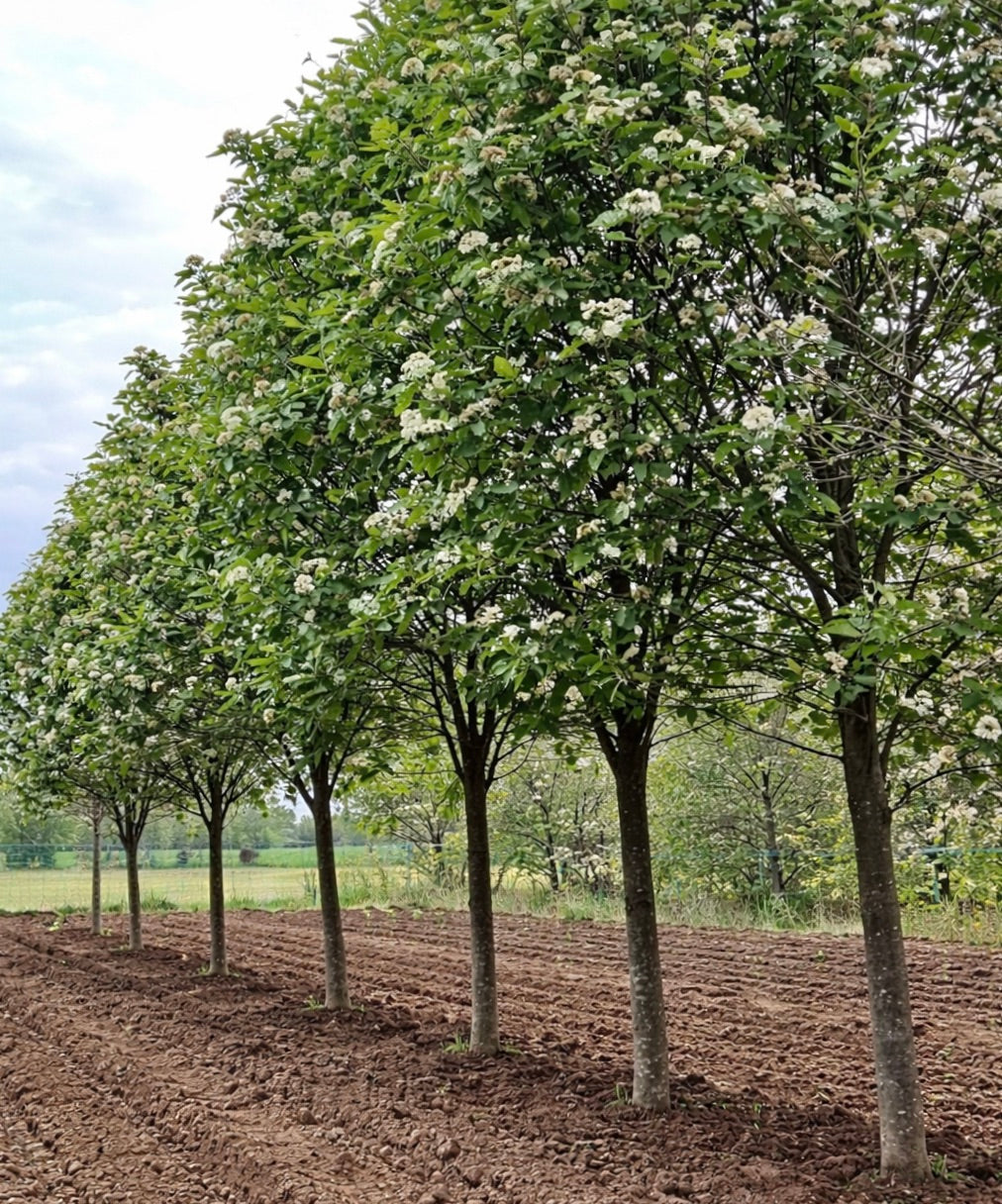 Sorbus thuringiaca FASTIGIATA