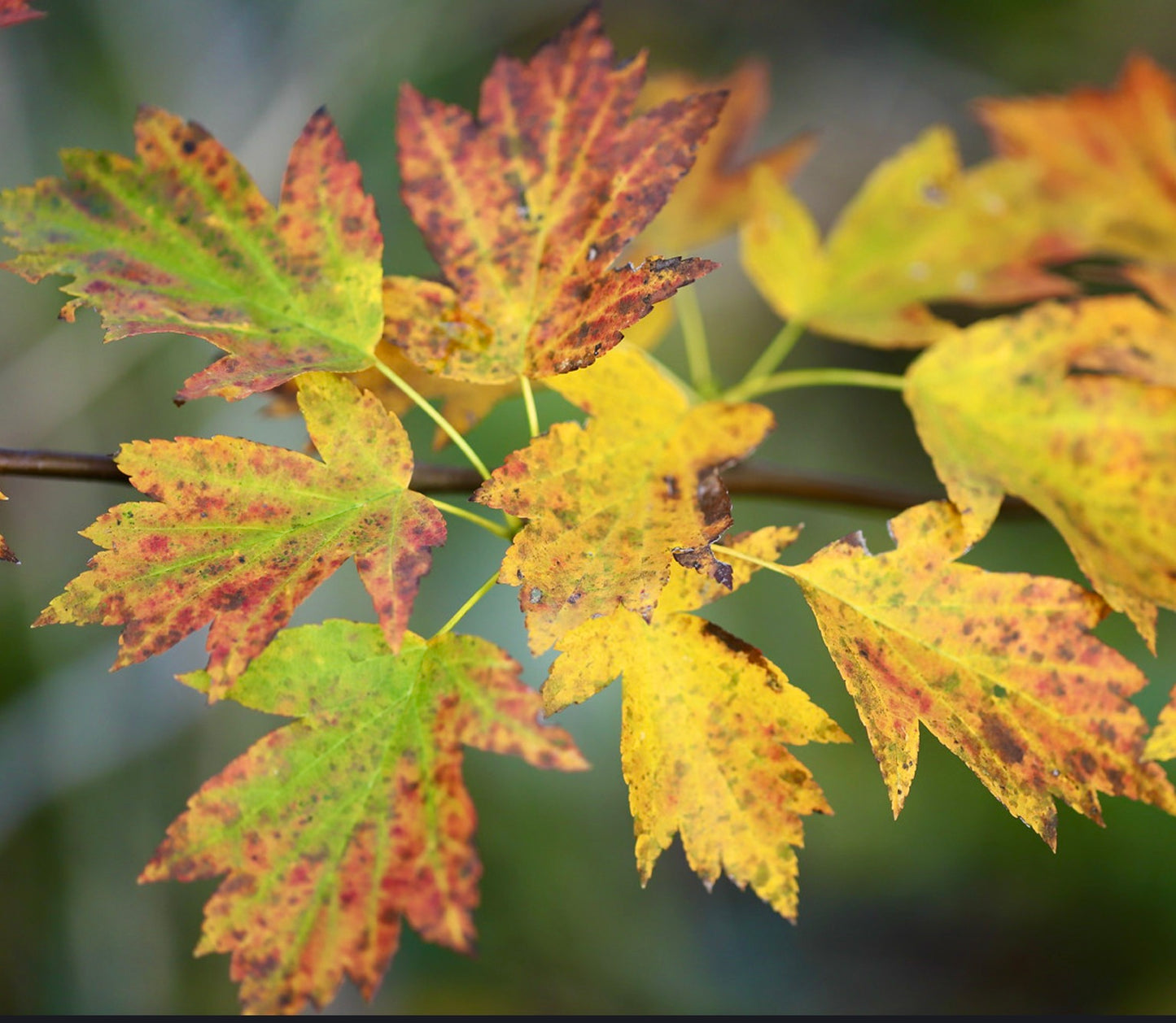 Feuilles d'automne de Sorbus torminalis aux teintes jaunes et orangées sur des branches délicates