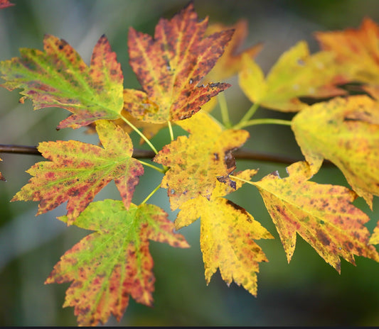 Sorbus torminalis autumn leaves with yellow and orange hues on delicate branches