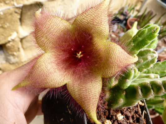Stapelia affinis hirsuta succulent with large hairy yellow and red star-shaped flower