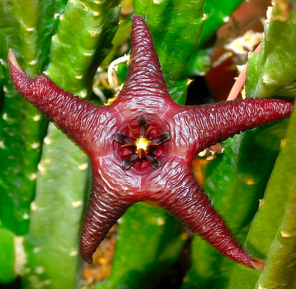 Stapelia baylissii succulenta con fiore a forma di stella, di colore rosso scuro e dalla texture particolare, e fusti verdi