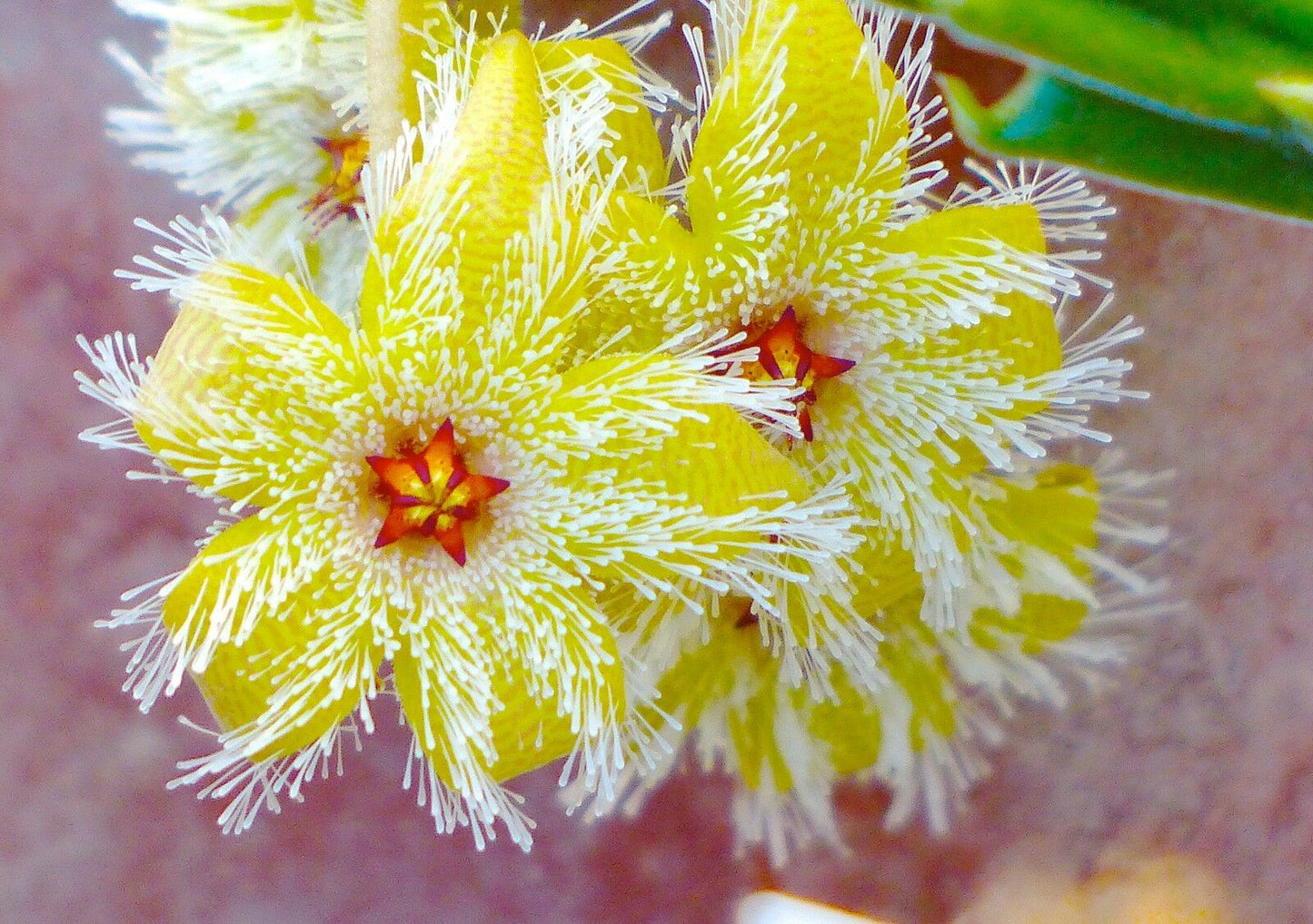 Stapelia glanduliflora suculenta rara con flores amarillas en forma de estrella y filamentos blancos similares a pelos