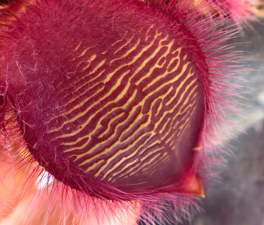 Stapelia hirsuta hairy succulent flower with intricate yellow and maroon striped pattern