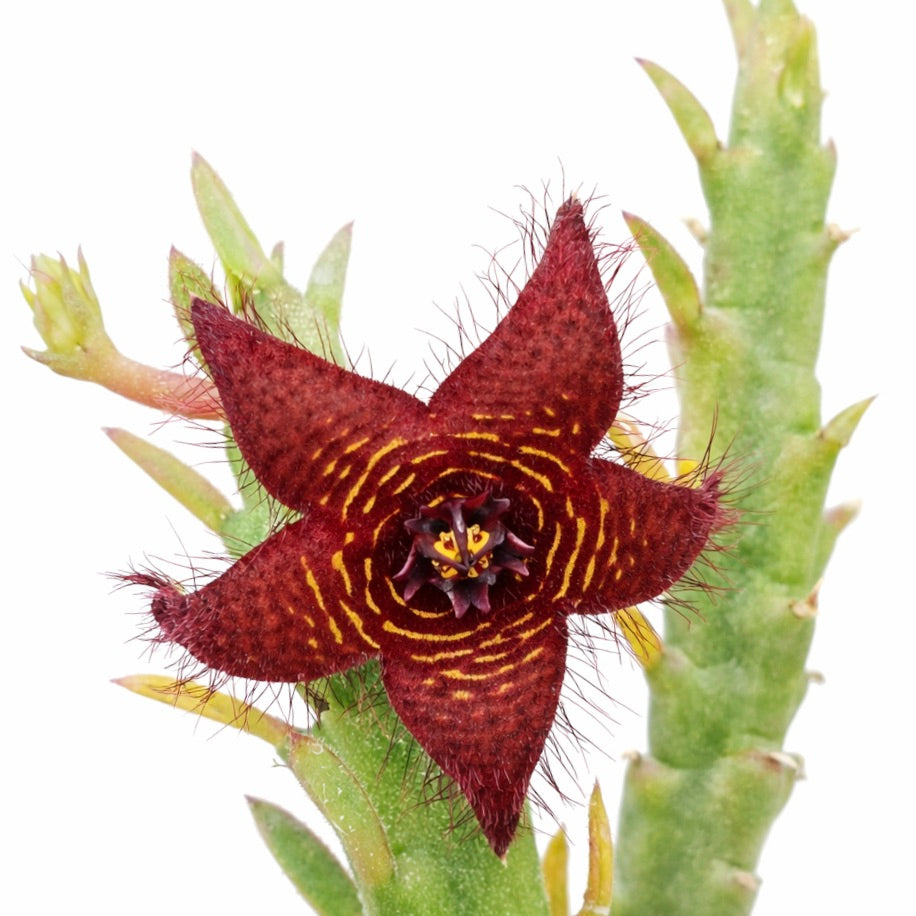 Stapelia scitula x Boucerosia frere