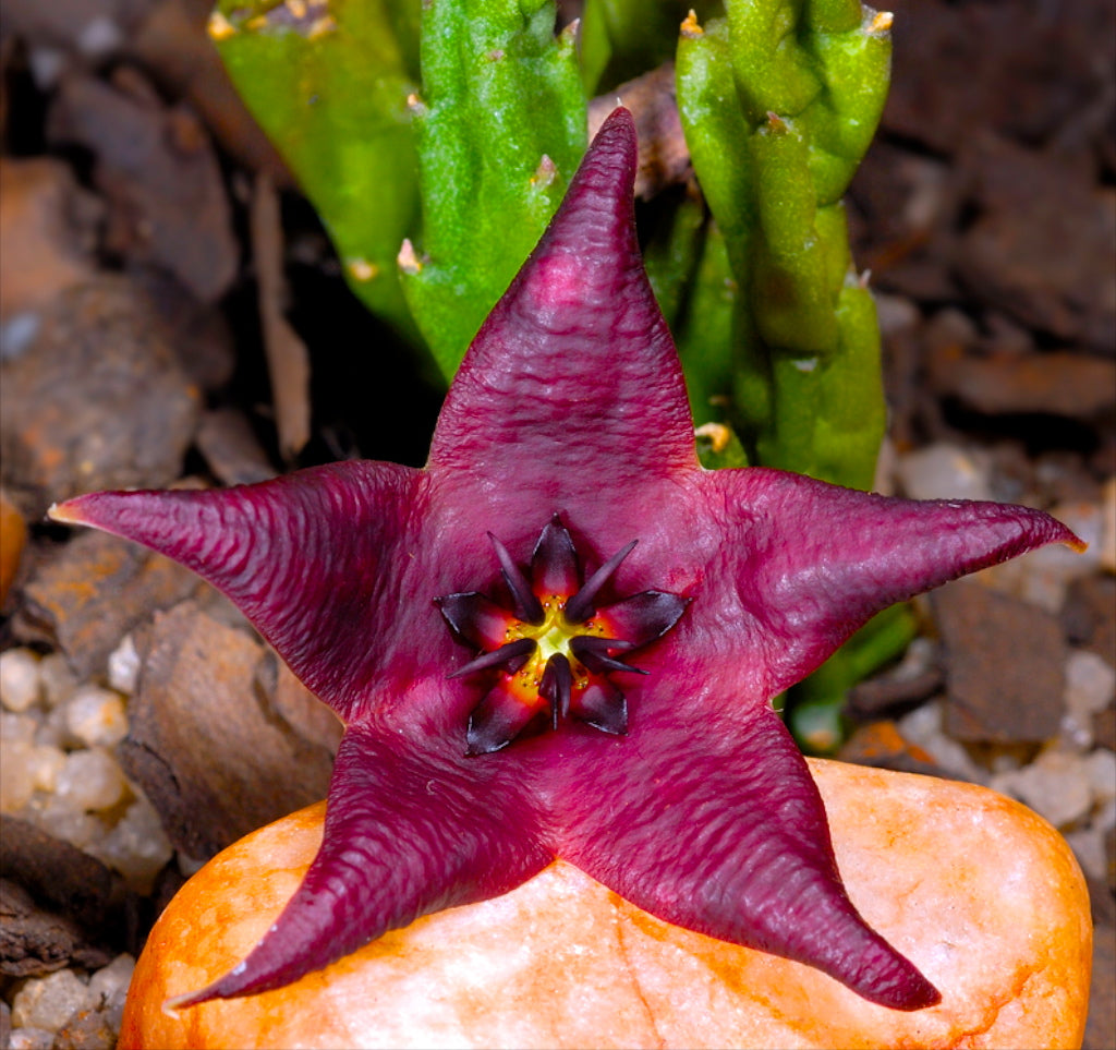 Stapelia vetula star-shaped dark purple succulent flower with green fleshy stems