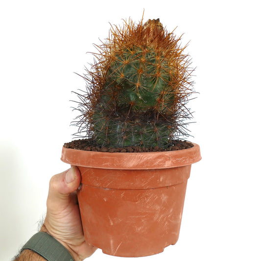 Malacocarpus escayachensis small green cactus with dense orange and black spines in terracotta pot