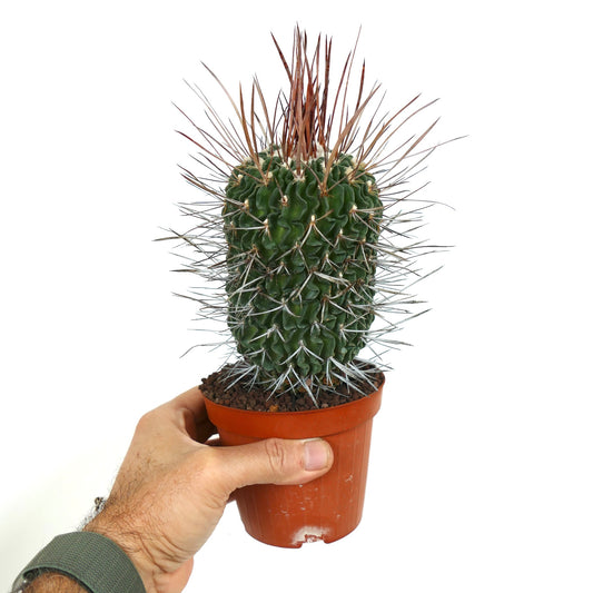 Stenocactus phyllacanthus succulent cactus with dense long spines in small pot held by hand