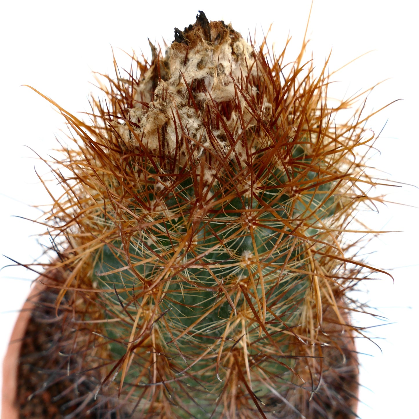 Malacocarpus escayachensis grüner Kaktus mit dichten braunen Stacheln und wolliger Oberseite Detail