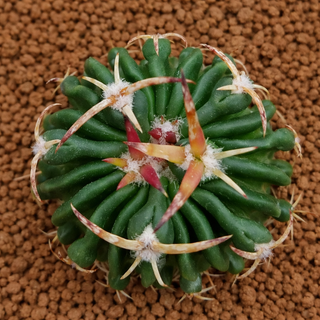 Stenocactus phyllacanthus var. hookeri cactus succulent avec épines courbées et corps vert côtelé