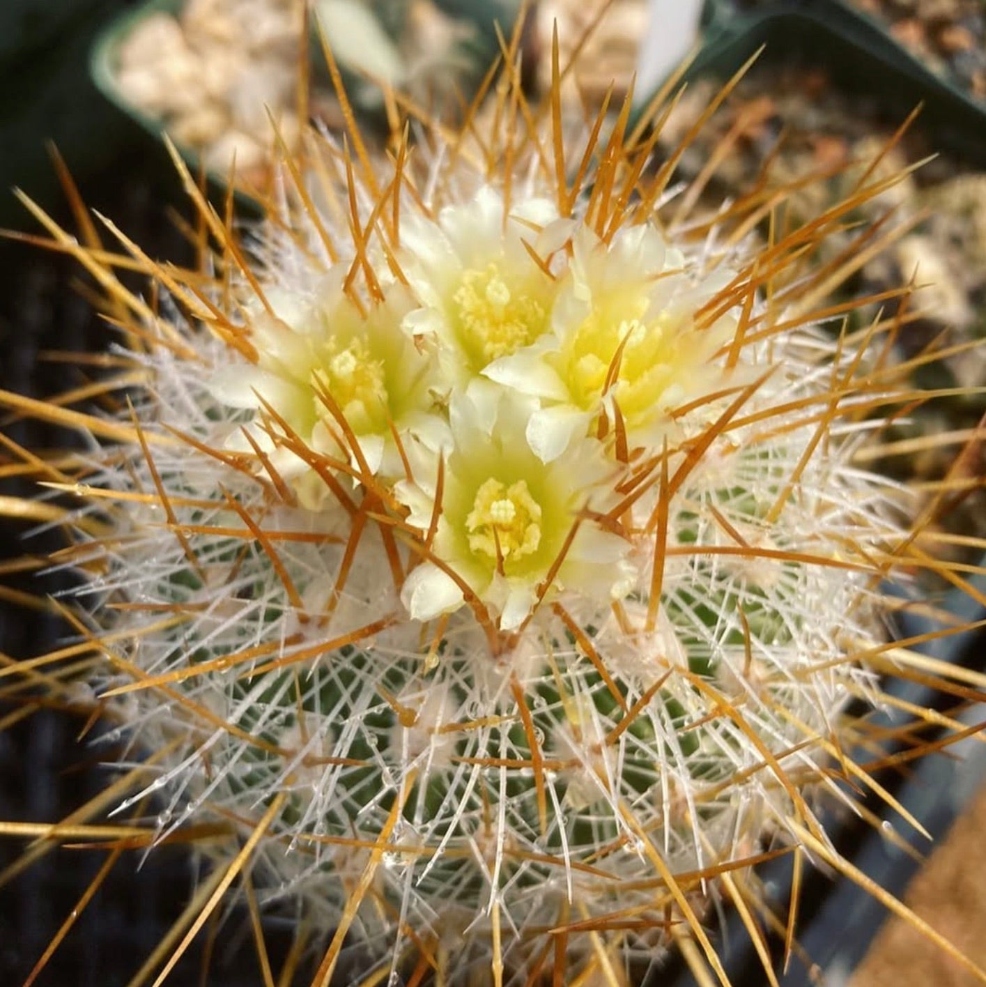 하얀 가시와 연한 노란빛 흰 꽃이 피어있는 스테노카투스 바우펠리아누스 선인장