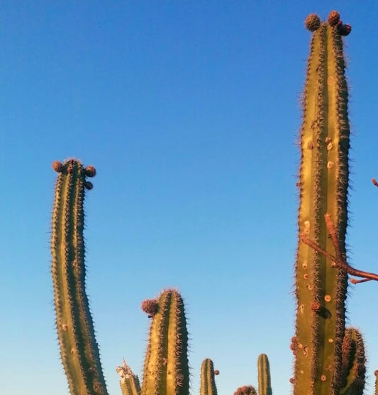 Stenocereus chacalapensis tall columnar cactus with spines and ribbed green stems against blue sky