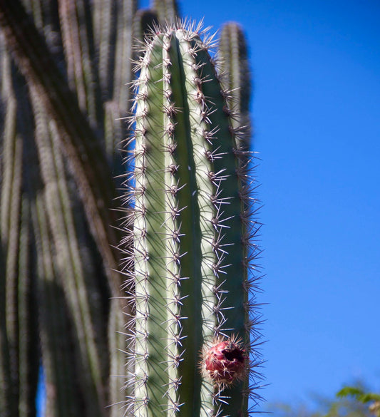 Stenocereus griseus tall green cactus with sharp spines and red fruit against blue sky