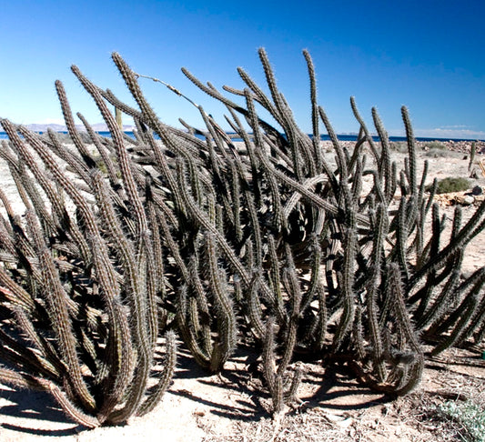 Stenocereus gummosus tall slender spiny cactus stems in desert landscape under clear sky