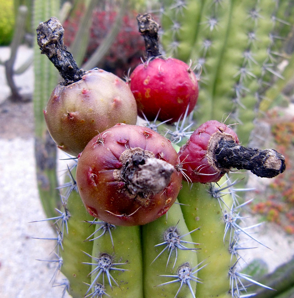 Cactus Stetsonia coryne con fusto verde a coste e frutto rosso con spine appuntite