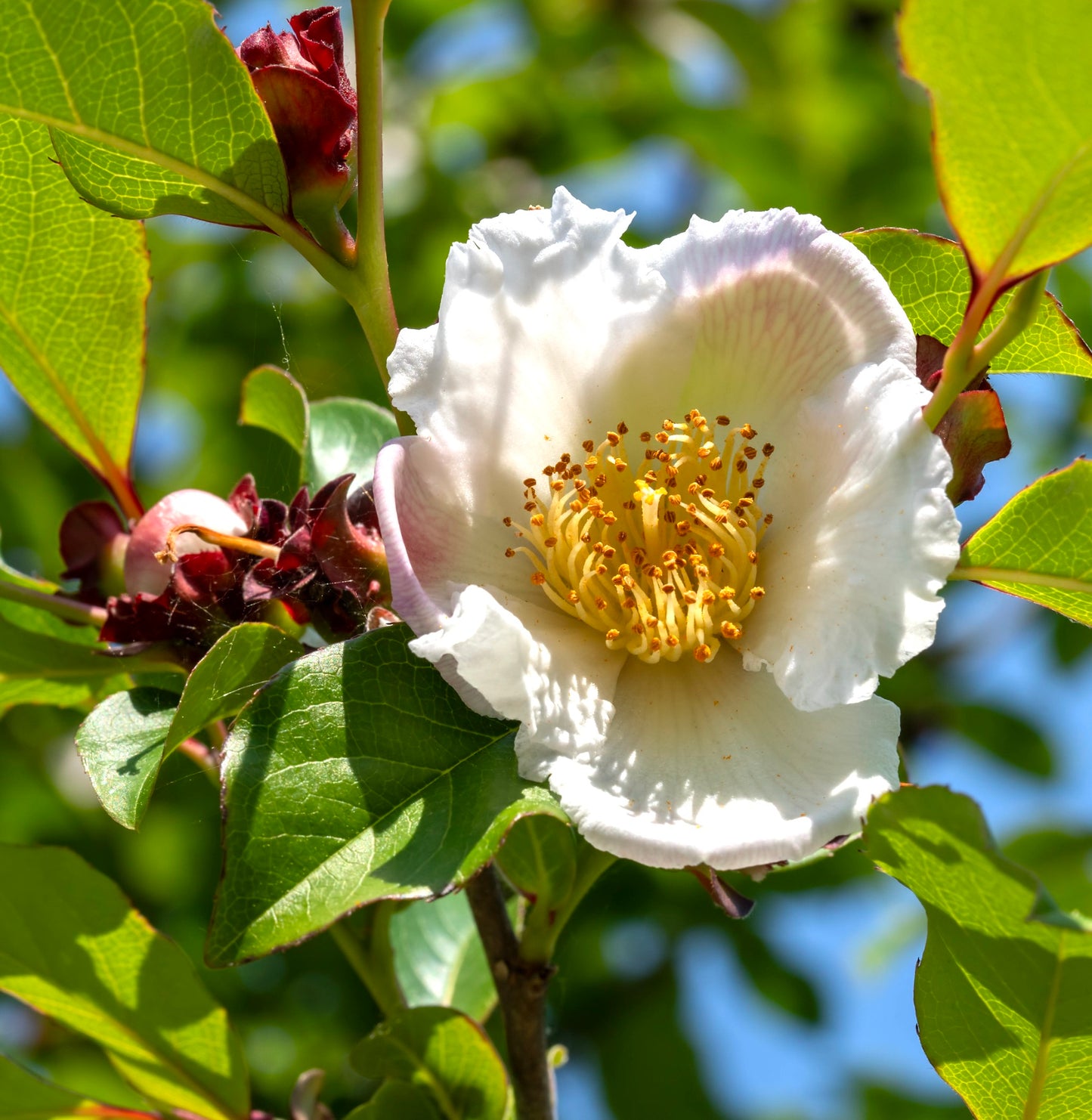 Stewartia rostrata white ruffled flower with prominent yellow stamens and green leaves