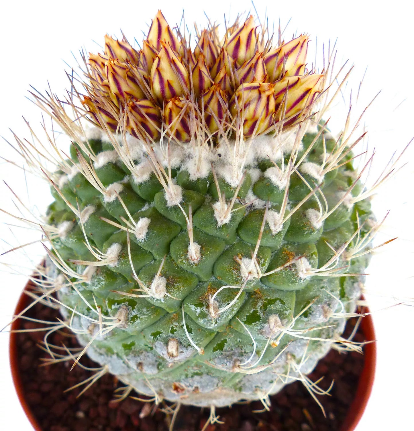 Strombocactus disciformis zeldzame cactus met groene tuberkels en geel gestreepte bloemknoppen