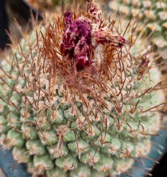 Strombocactus pucherrimus rare succulent cactus with dense spines and dried pink flower remains