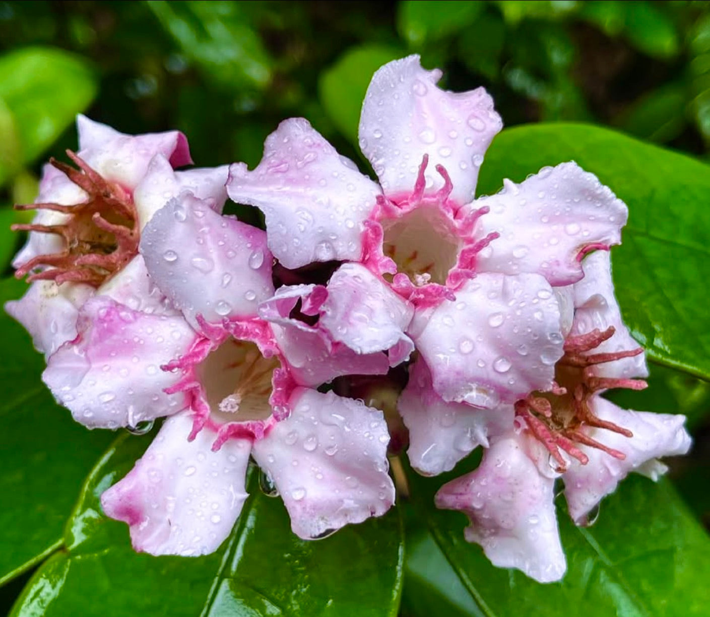 Fleurs délicates en forme de trompette rose de Strophanthus gratus avec des gouttelettes d'eau sur des feuilles vertes