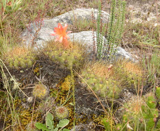 Submatucana aurantiaca green cactus with long spines and vibrant orange flower in natural habitat
