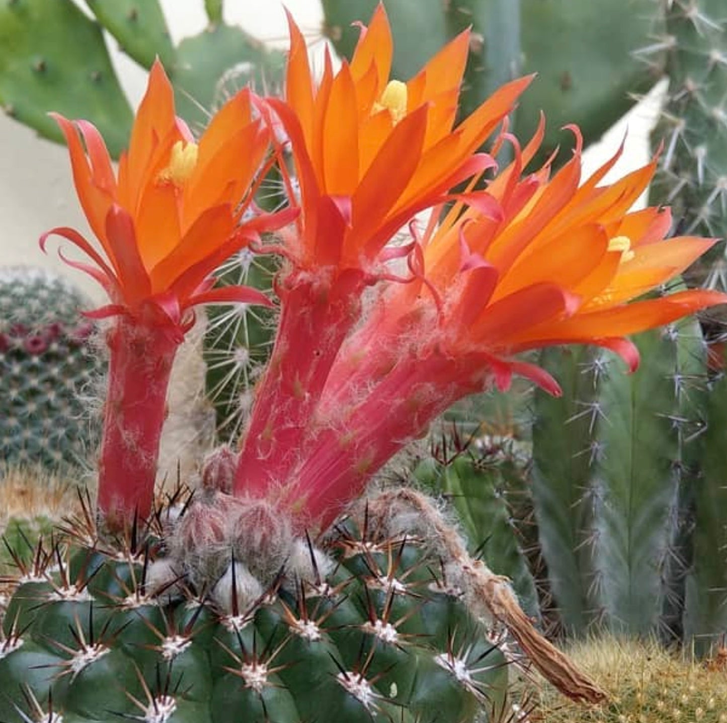 Semi di Submatucana intertexta