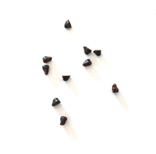 Sementes de Submatucana madisoniorum, pequeno material de propagação de cacto suculento castanho escuro