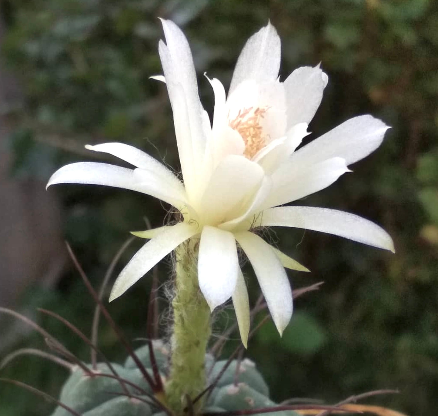 サブマトゥカナ・マディソニオルム var. アルビフロルム 種子