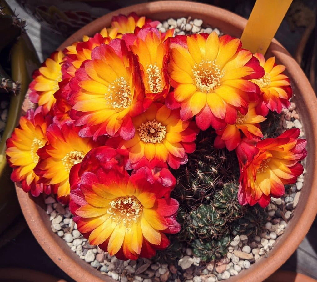 Semi di Sulcorebutia canigueralii