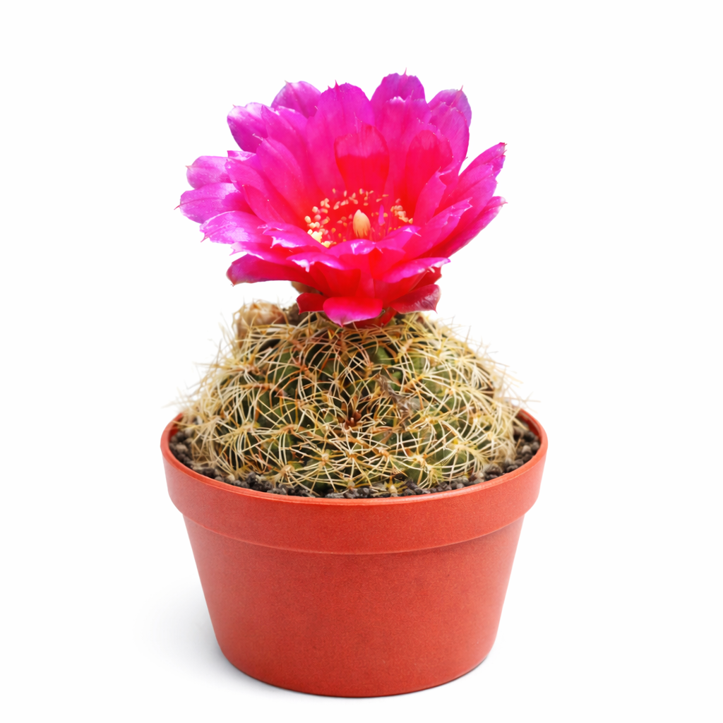 Sulcorebutia cochabambina cactus with bright pink flower and dense spines in terracotta pot