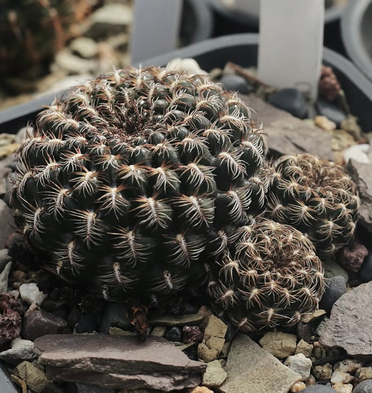 Semi di Sulcorebutia crispata