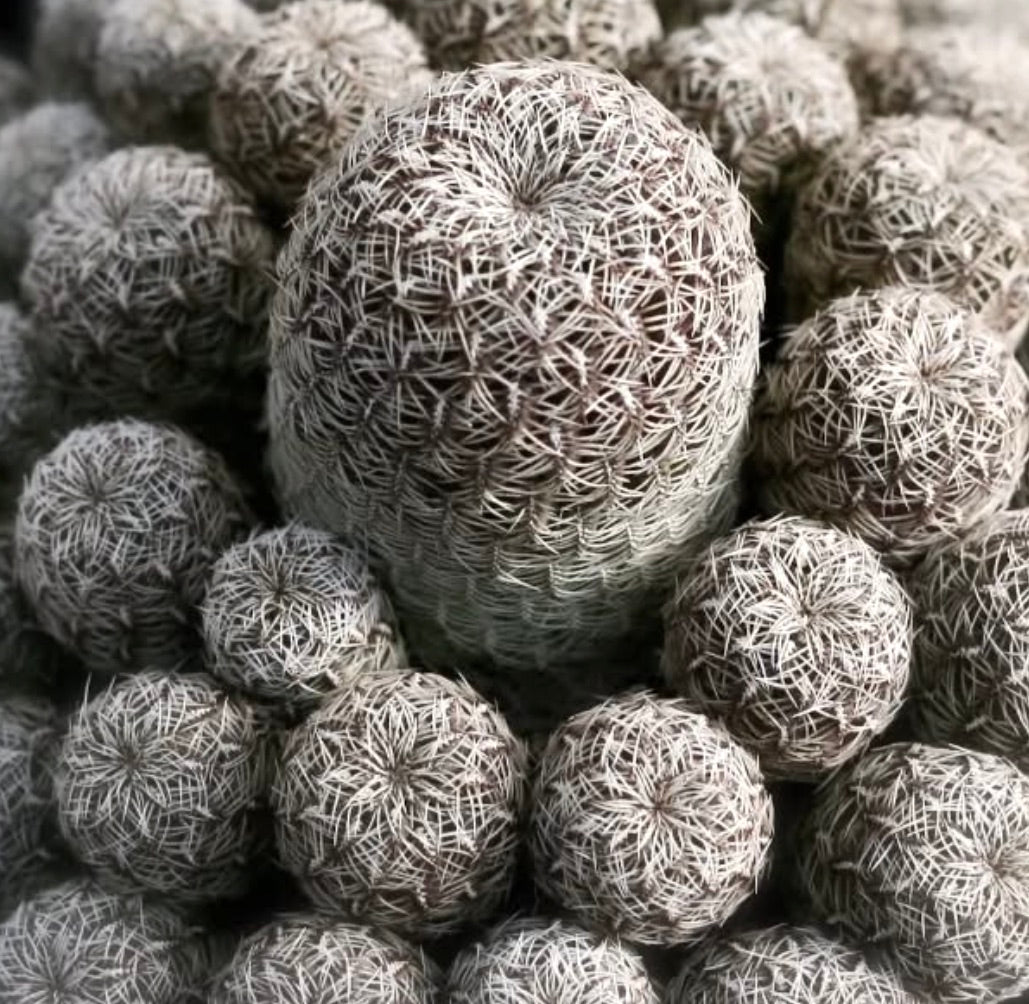 Sulcorebutia gemmae SAMEN