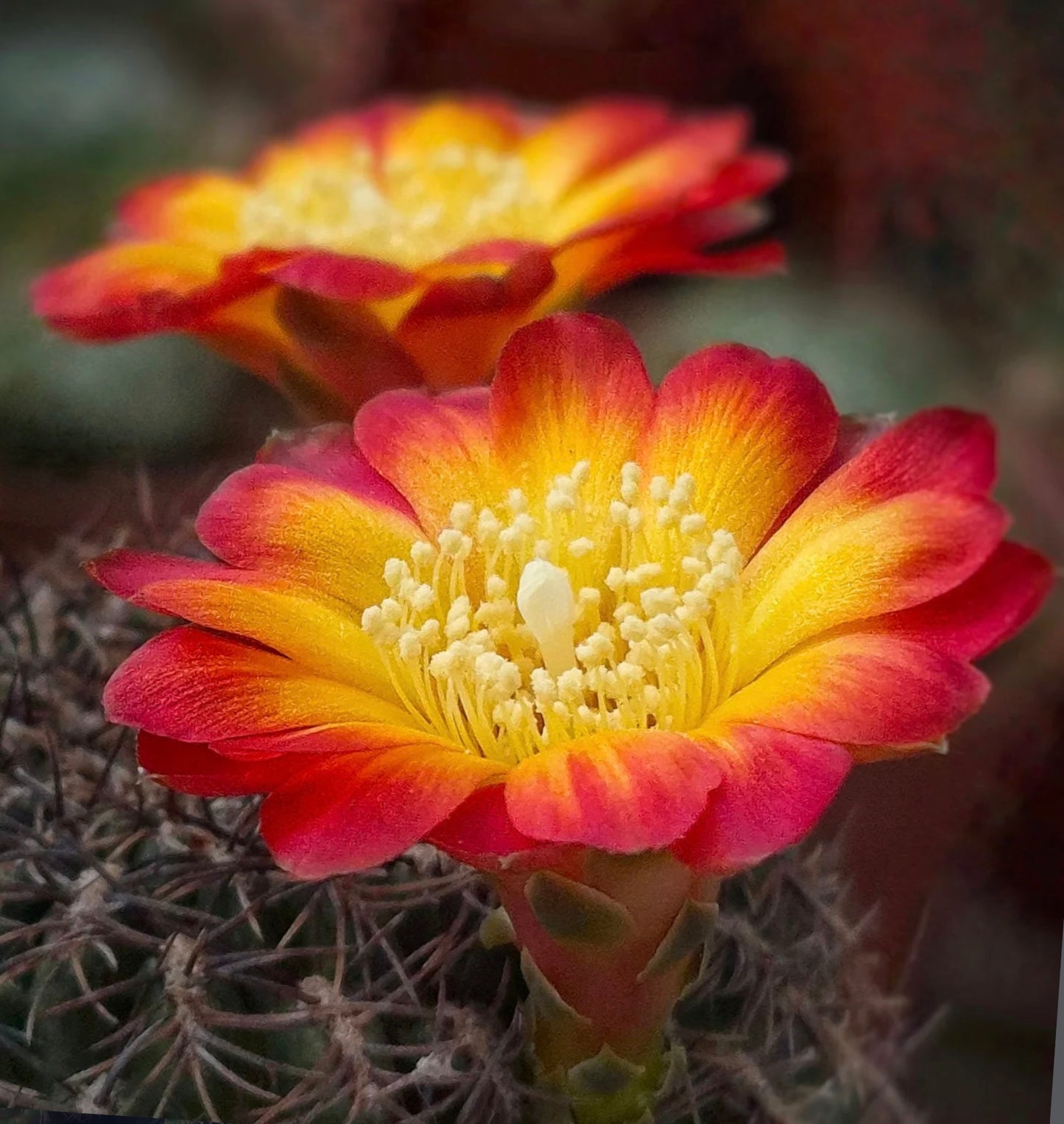 Sulcorebutia hoffmanniana-kaktus med livfulle gule og røde gradientblomster i blomst