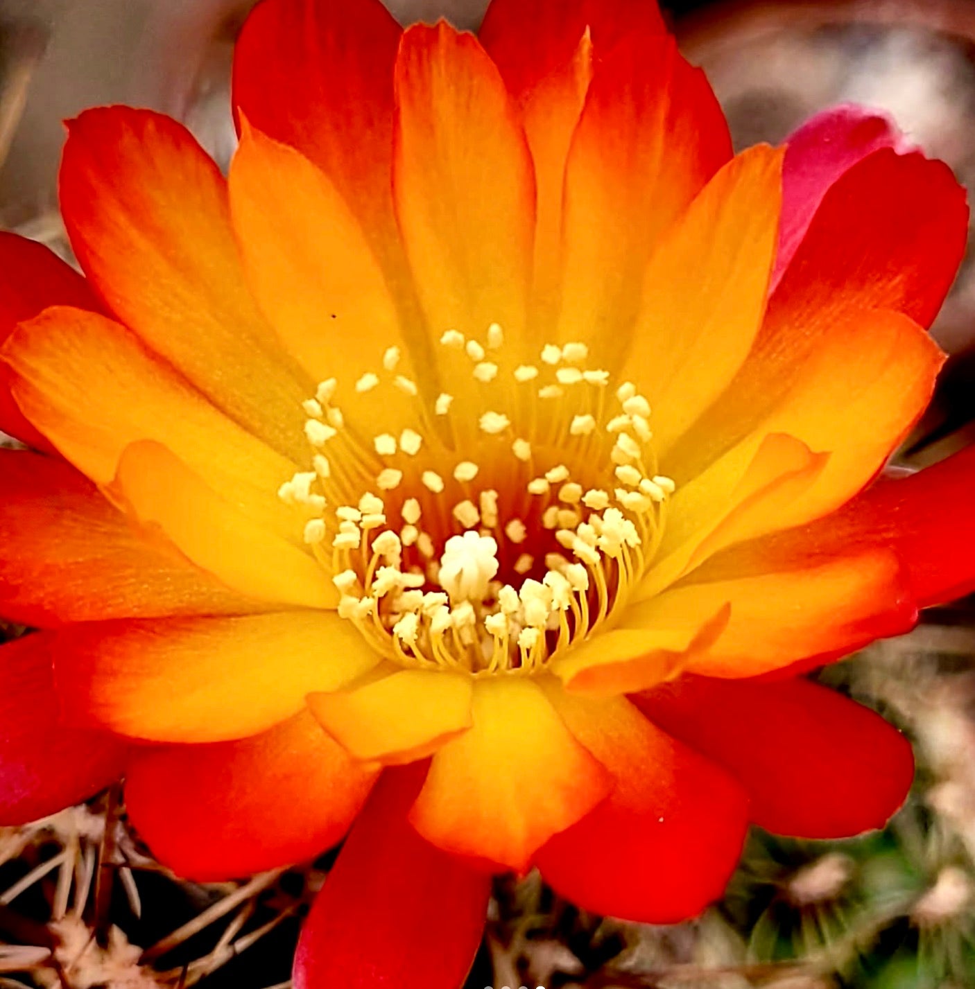 Flor vibrante naranja y amarilla de cactus Sulcorebutia sainoiana con estambres blancos