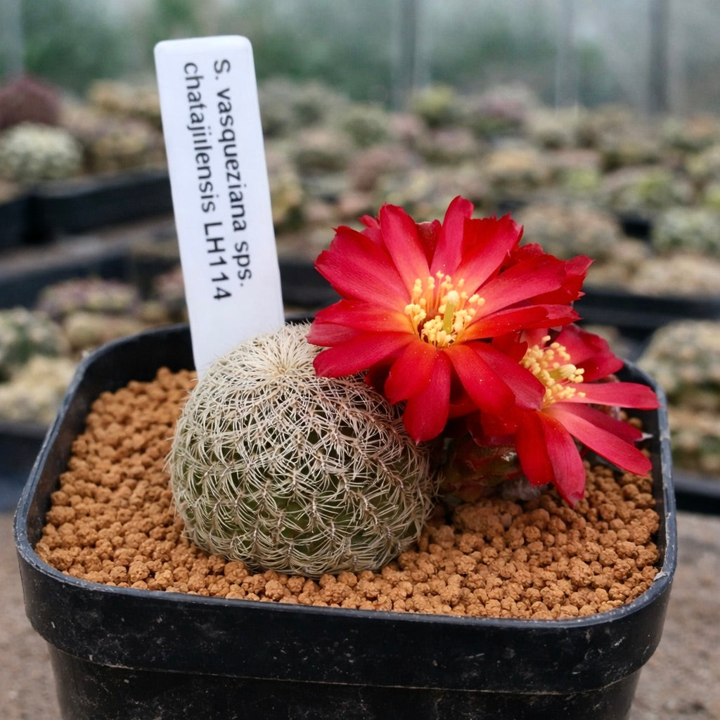 Cactus Sulcorebutia vasqueziana ssp. chatajillensis con flores rojas brillantes en maceta negra