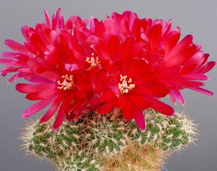 Sulcorebutia vizcarrae cactus with vibrant red flowers and dense spines