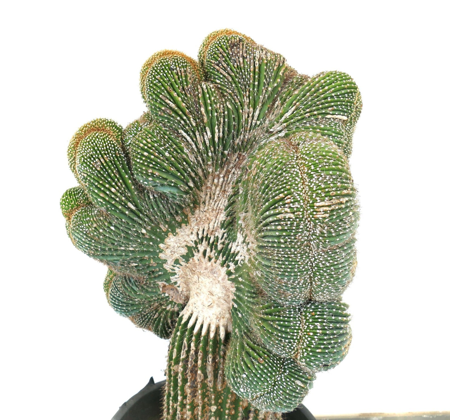 صبار كارنيجيا بوليلوفا المتوج ساغوارو مع نمو فريد على شكل مروحة وأشواك كثيفة