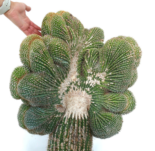 صبار ساجوارو كارنيغيا بولي لوفا المُمشط بنمو فريد على شكل مروحة وأشواك