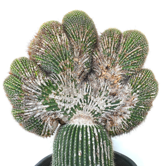 Cactus crestato Carnegia polylopha con crescita a ventaglio e coste spinose in vaso