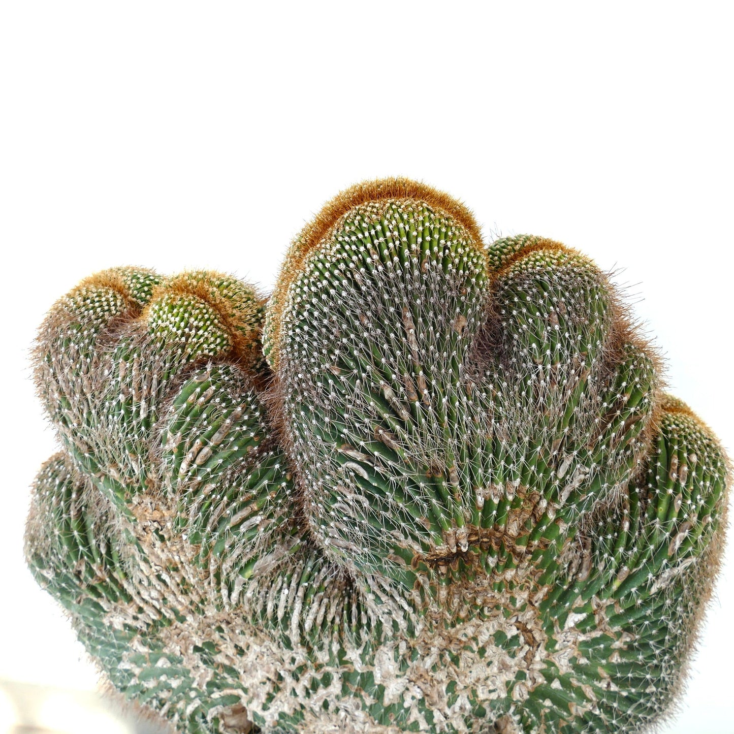 Carnegia polylopha gekrönter Saguaro-Kaktus mit dichten Dornen und einzigartigem gekröntem Wachstum