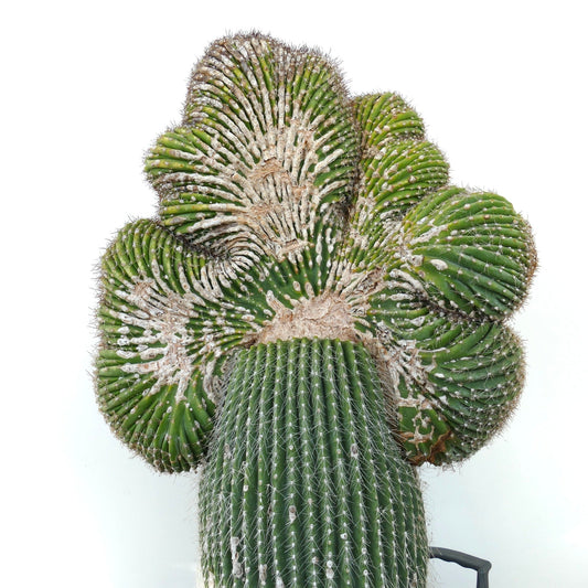 صبار كارنيجيا بوليلوفا المتاجن النادر ذو التلال الشبيهة بالمروحة والأشواك