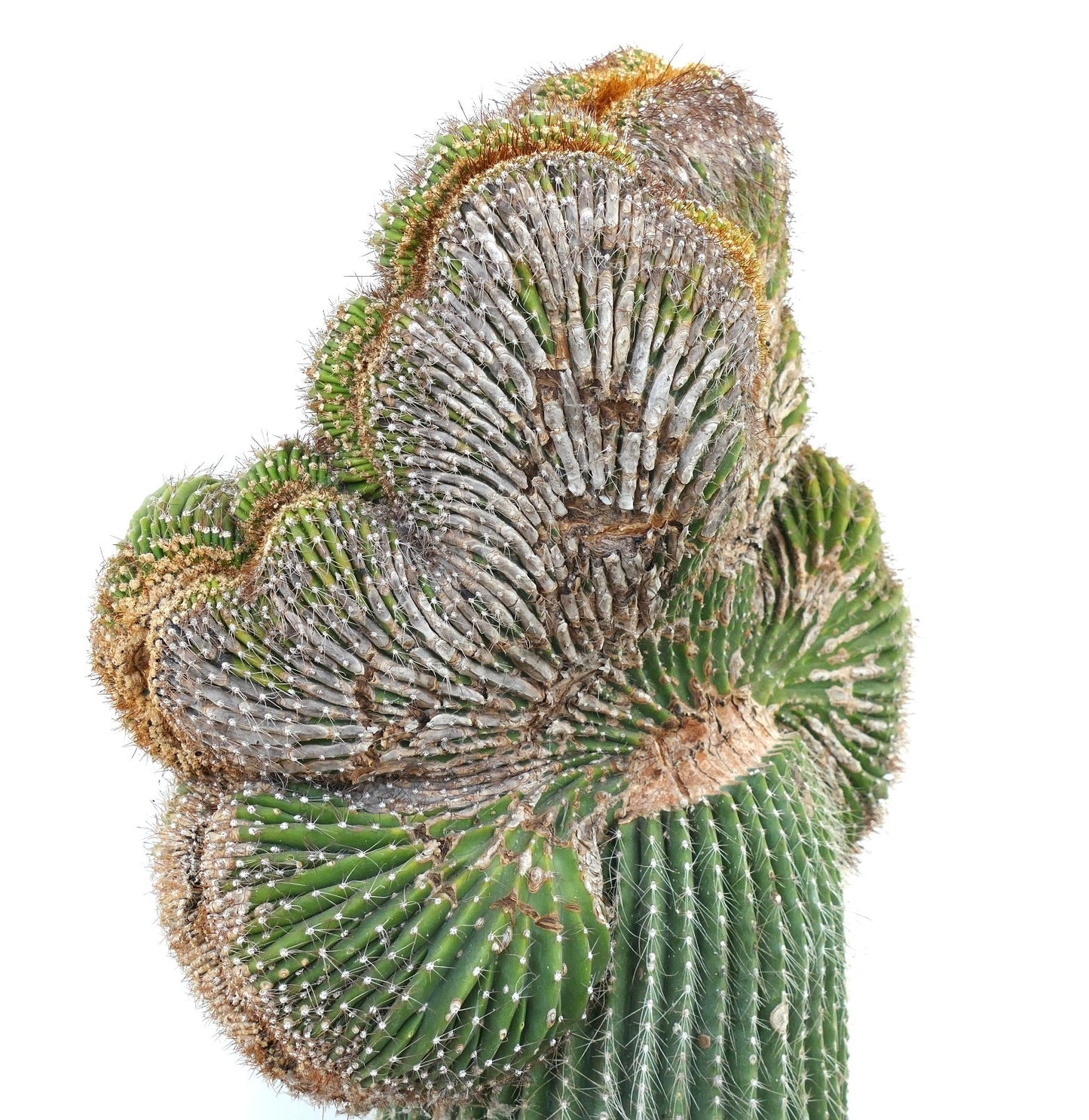 صبار كارنيجيا بوليلوفا المتوج بنمو على شكل مروحة وأشواك كثيفة