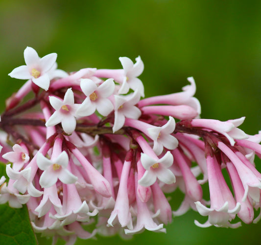 Syringa tomentella subsp. yunnanensis delicate pink and white tubular flowers cluster close-up