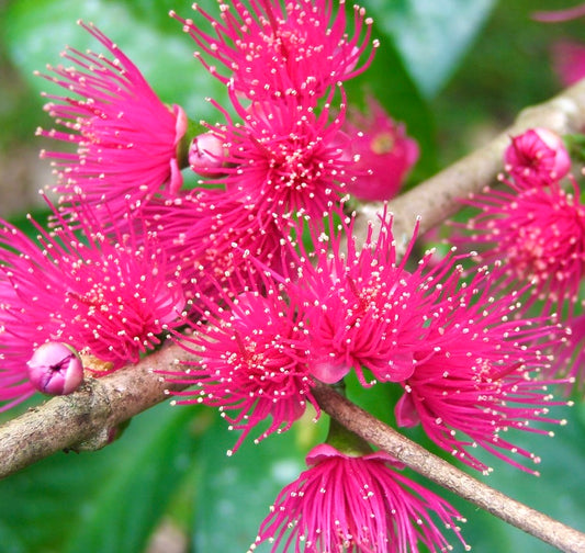 Syzygium malaccense bright pink spiky tropical flowers on woody branches