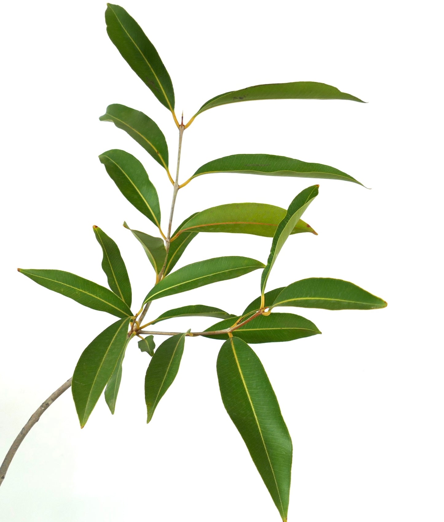 Syzygium malaccense branch with elongated green leaves and prominent yellow veins