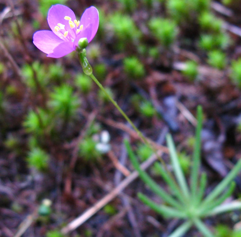 Talinum teretifolium delicaat paars bloem met slanke groene bladeren in natuurlijke habitat
