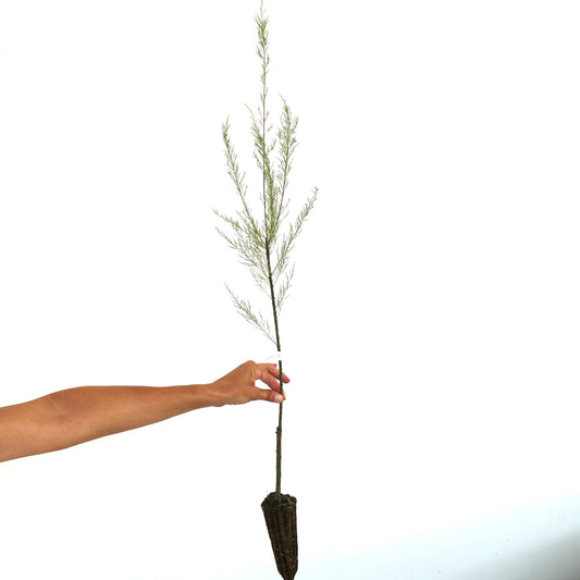 Tamarix africana slender young plant with delicate feathery green foliage and exposed roots