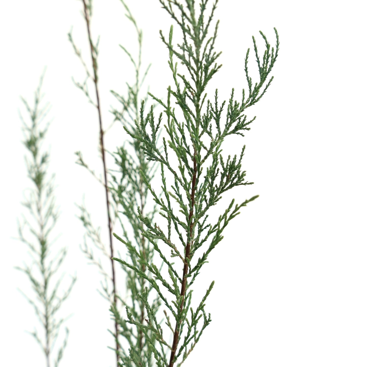 Tamarix africana feuillage vert fin avec de délicates feuilles en forme d'aiguilles sur des branches fines